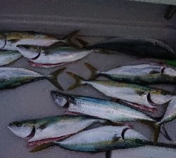 キャスティング！