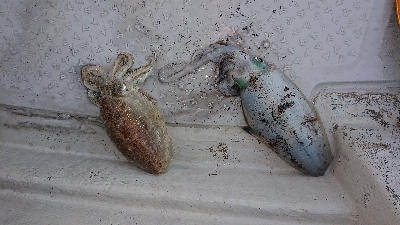 ボートエギング！