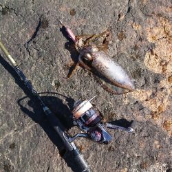 仕事が落ち着いので、エギング!