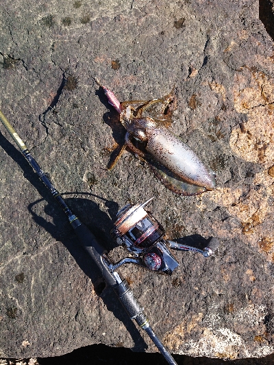 仕事が落ち着いので、エギング！