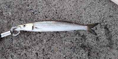 なかなか渋い状況です