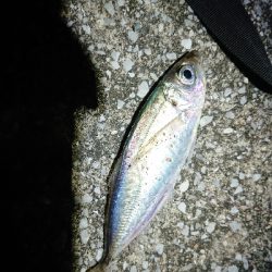 近場でアジング