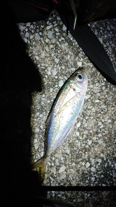 近場でアジング