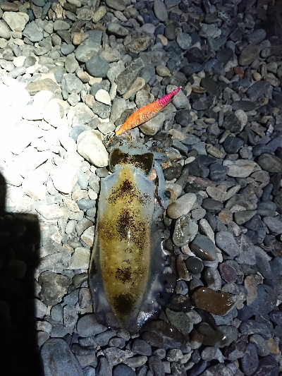 久しぶりのエギング