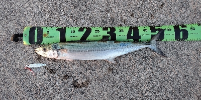 最低気温9℃の中