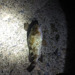 初のメバリング