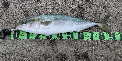 静かな海から鰤あらわる