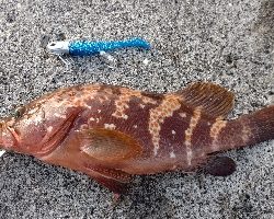 辛くもボウズ逃れる