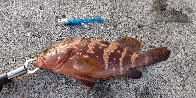 辛くもボウズ逃れる