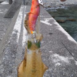 新子のアオリイカ