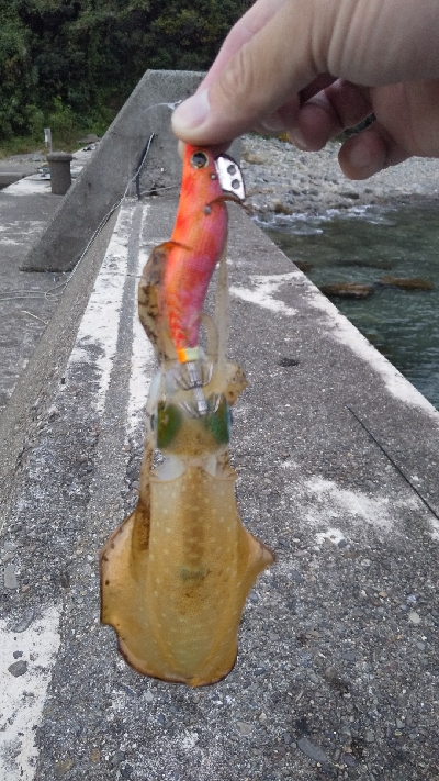 新子のアオリイカ