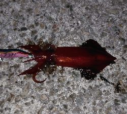 アオリさんはどこ？