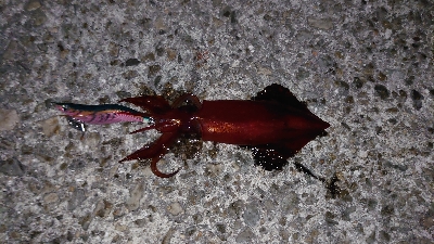 アオリさんはどこ？