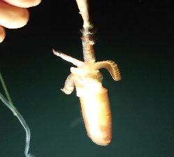 今季初 ヒイカ調査