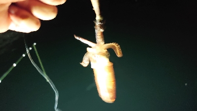 今季初 ヒイカ調査