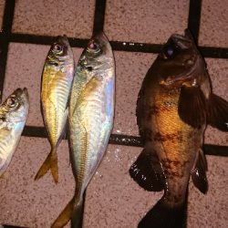 アジがつりたくて