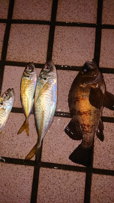 アジがつりたくて