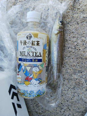 室津の投げ釣り