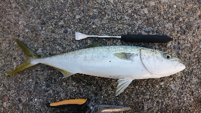 ツバス一匹 どまり