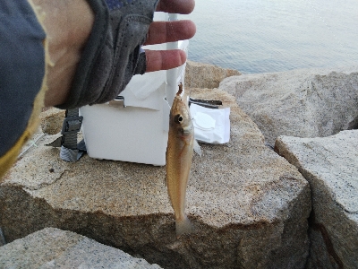 室津のキス釣り