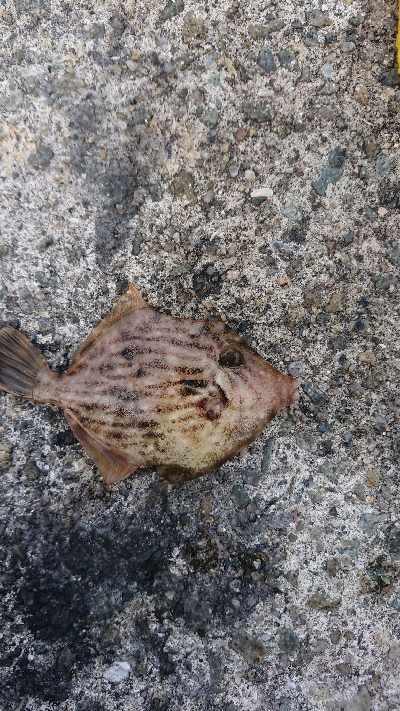 この秋３度目のカワハギ狙い