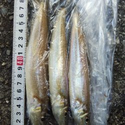 室津のキス釣り