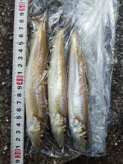 室津のキス釣り