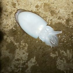 渋かった･･･