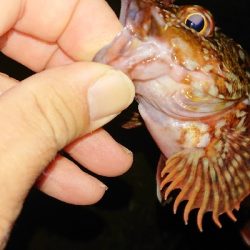 気になっていたワームで