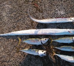 タチウオ偵察に