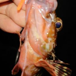 アジは不発でも明け方にガツン