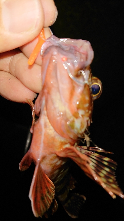 アジは不発でも明け方にガツン