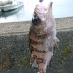 晩秋ライトゲーム