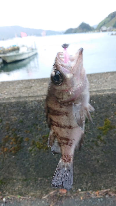 晩秋ライトゲーム