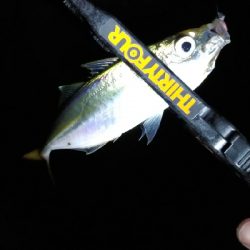 タチウオのちアジング