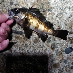 チビッ子たち。