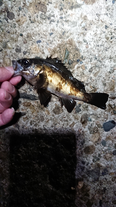 チビッ子たち。