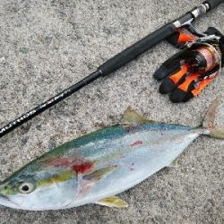 サゴシ好調です