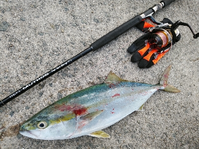 サゴシ好調です