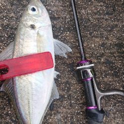 デイでナイスアジ釣れました！