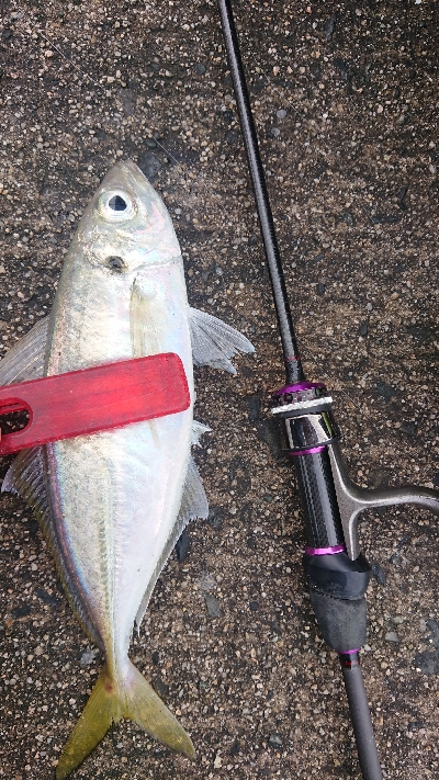 デイでナイスアジ釣れました！