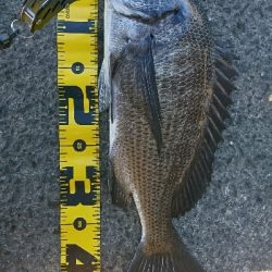 久しぶりの大きなあたり