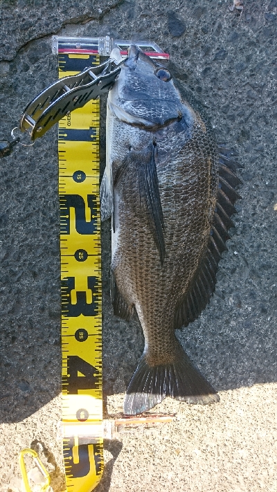 久しぶりの大きなあたり