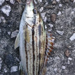 何て魚？ スミヒキ？