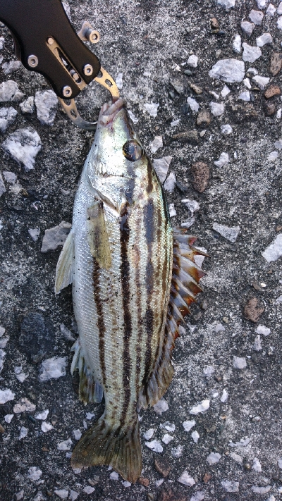 何て魚？ スミヒキ？