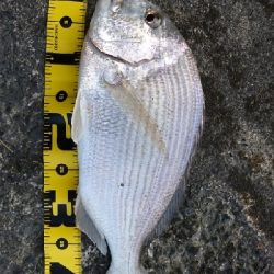 ヘダイのあたり が4回