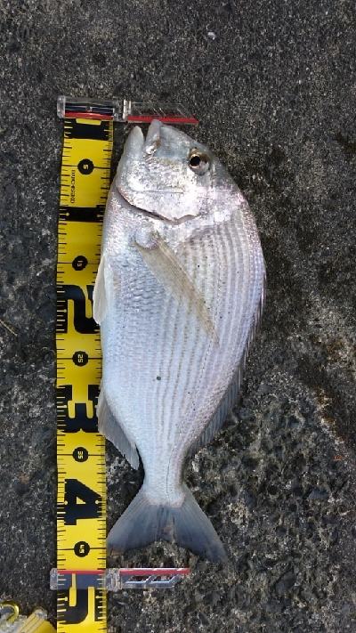 ヘダイのあたり が4回