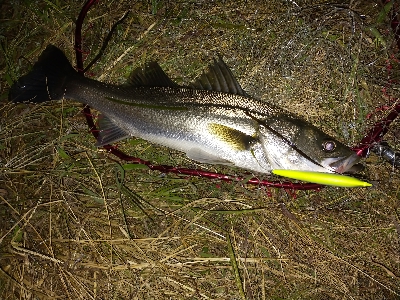 朝マズメシーバス