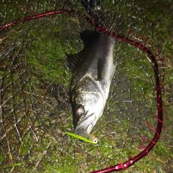 朝マズメボイル打ち