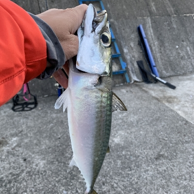 アジはゲットできませんでしたが、サバ！！